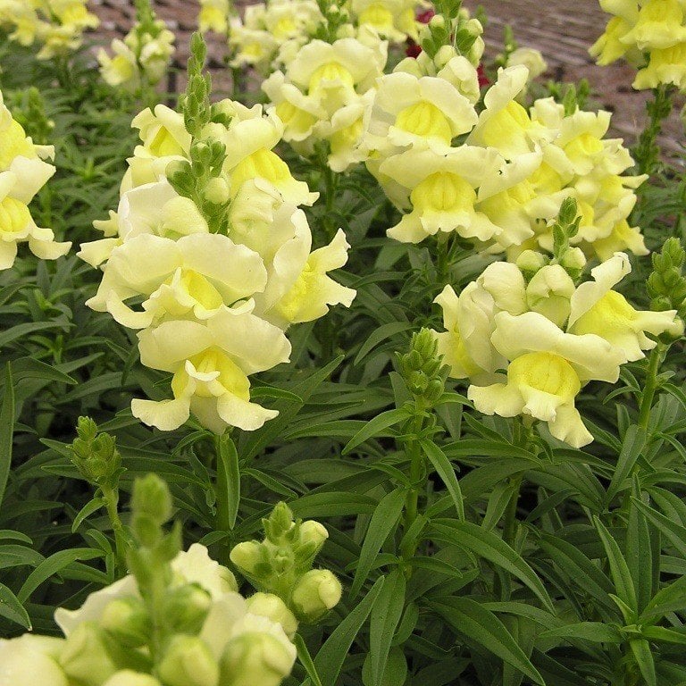 Sarı Aslanağzı Antirrhinum Braun-blanquetii Tohumu(20 tohum)
