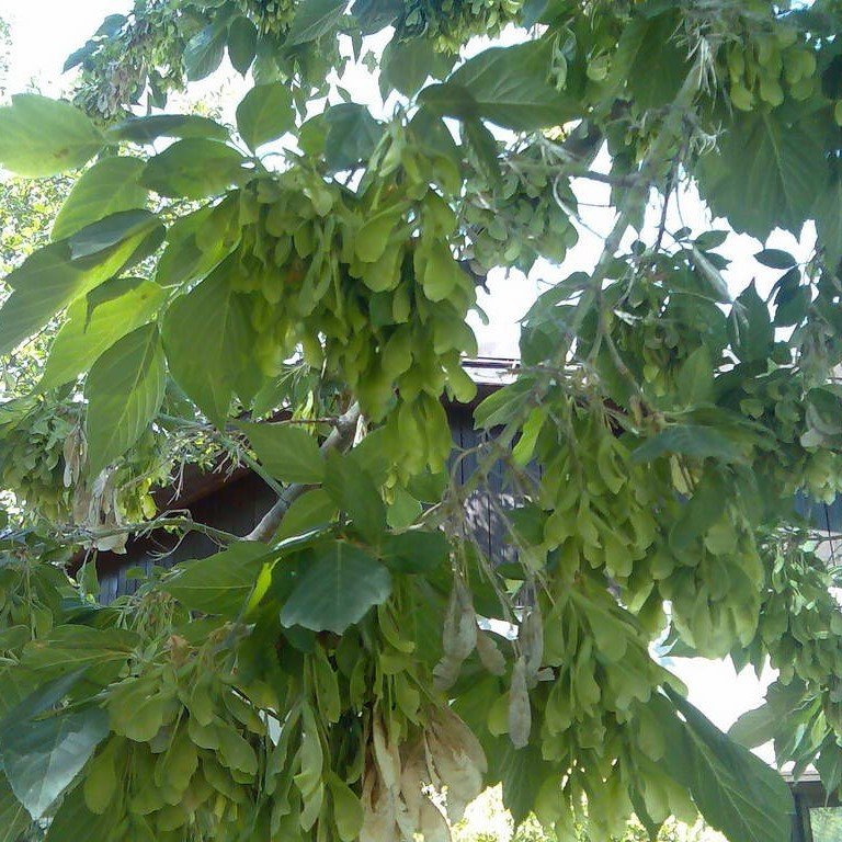 Tüplü Dişbudak Ağacı (fraxinus excelsior) Fidanı