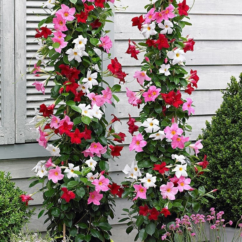 Tüplü Karışık Renkli Mandevilla Çiçeği Fidanı 100-120 Cm (3 Adet)