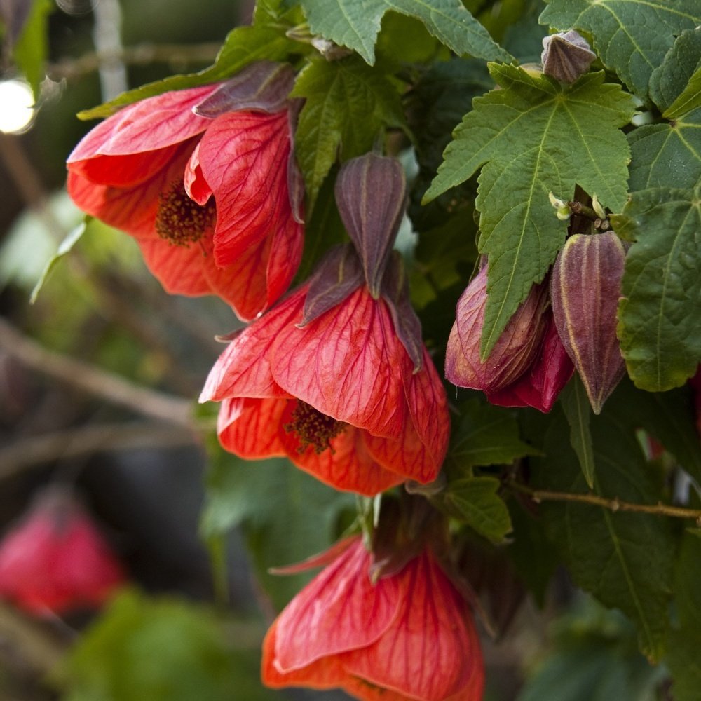 Tüplü Somon Renkli Sultana Nadir Abutilon Çiçeği Fidanı