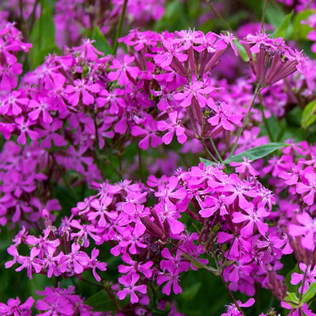 Koyu Pembe Silene (Nakil) Çiçeği Tohumu (100 tohum)