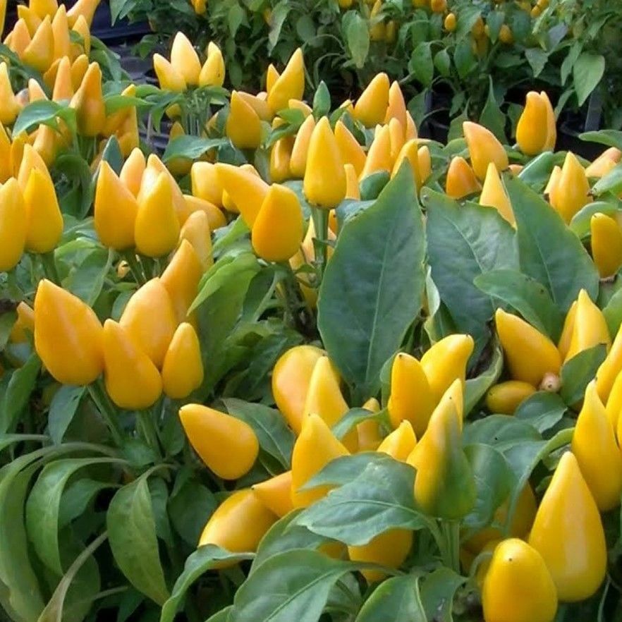 Ata Tohum Geleneksel Angels Yellow Turşuluk Sarı Acı Biber Tohumu (10 Tohum)
