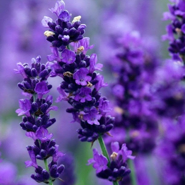 Limonium Sinuatum Deep Blue Deniz Lavantası Tohumu(30 tohum)