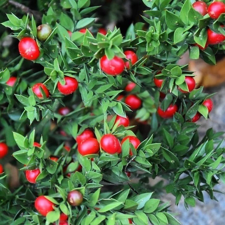 Tüplü Ruscus Aculeatus Kokina Tavşan Memesi Fidanı