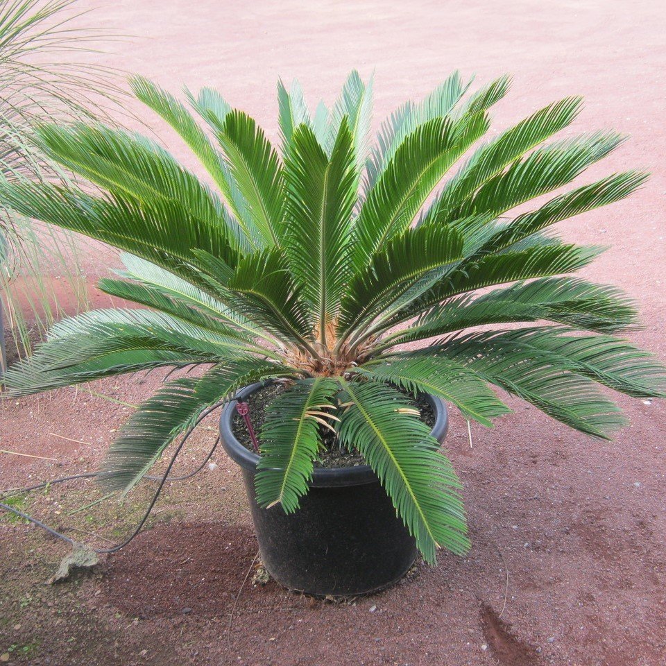 Tüplü 5 Yaş Büyük Saksıda Cycas Sikas Fidanı