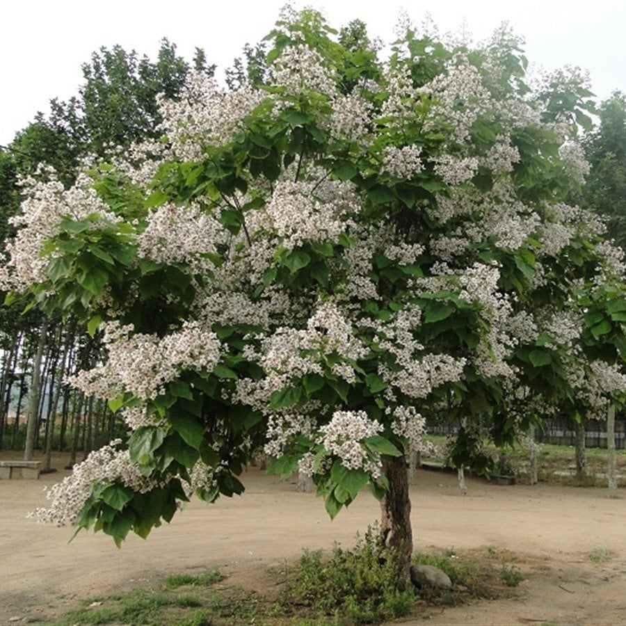Tüplü Katalpa Ağacı (Sigara Ağacı) Fidanı (100-150 Cm)
