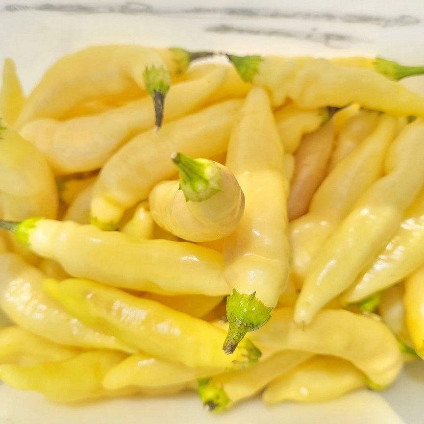 Nadir Ata Tohum Blondie Çok Acı Biber Tohumu (10 tohum)