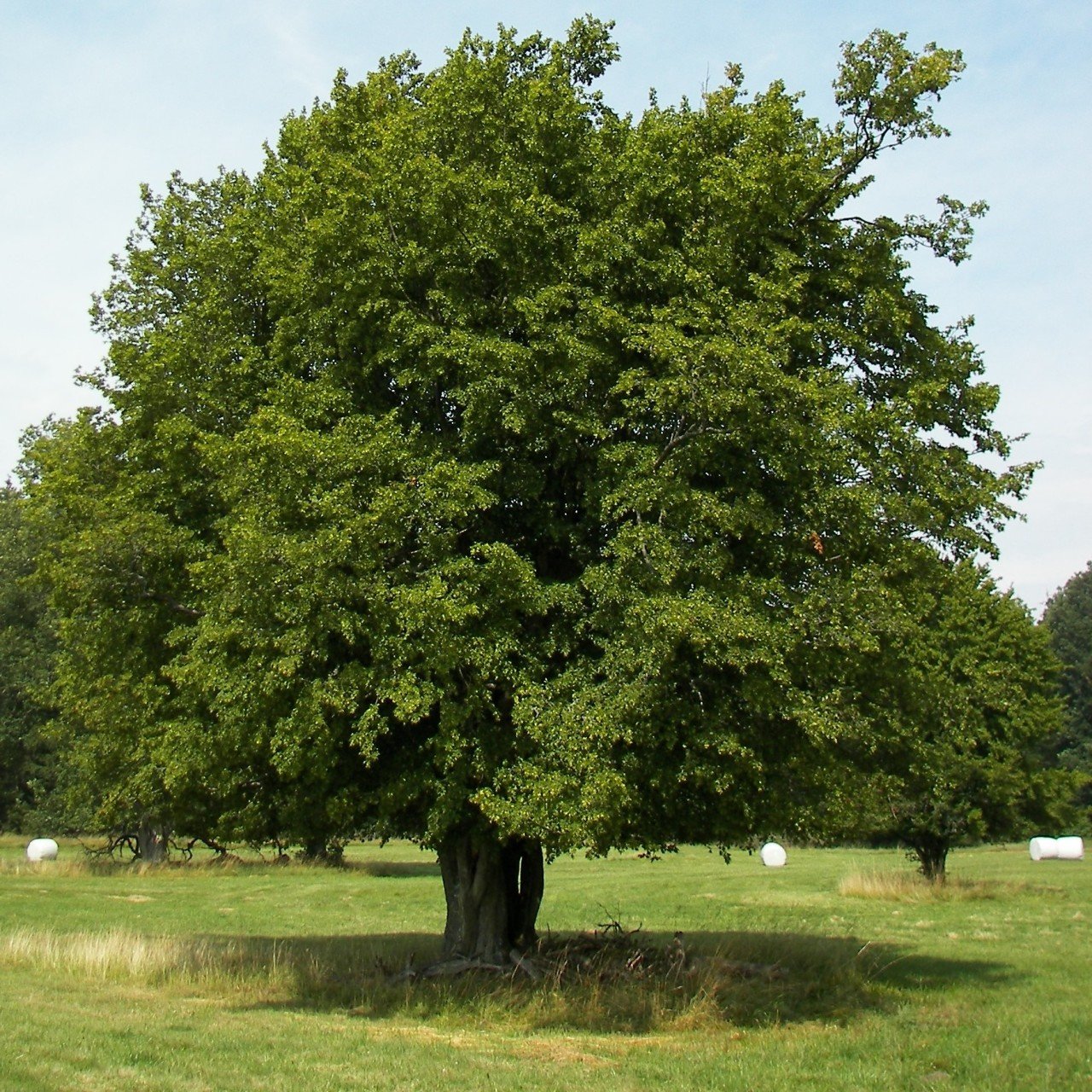 Tüplü Gürgen Ağacı (Carpinus betulus) Fidanı
