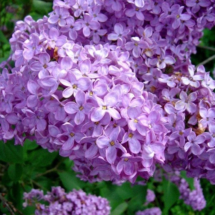 Marsh Phlox Çiçeği Tohumu(5 tohum)