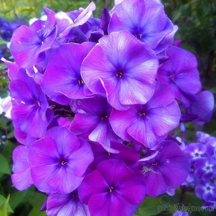 Wild Sweet William Floks Çiçeği Tohumu(30 tohum)