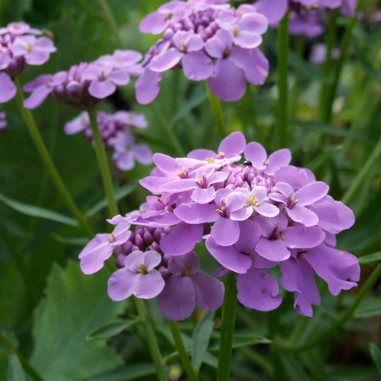 Candytuf Lila Renkli İberis Çiçeği Tohumu (200 adet)