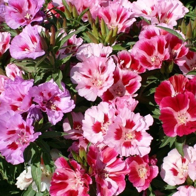 Katmerli Tricolor Sweety Godetia-Godetya(Ankara-Yer Açelyası) Çiçeği Tohumu(50 tohum)