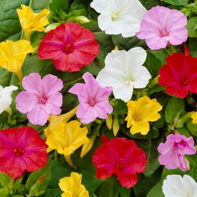 Bicolor Mixed Akşam Sefası Çiçeği Tohumu(20 tohum)