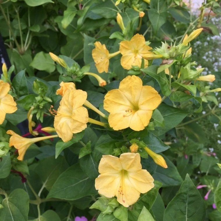 Sarı Rüya Yellow Akşam Sefası Çiçeği Tohumu(20 tohum)