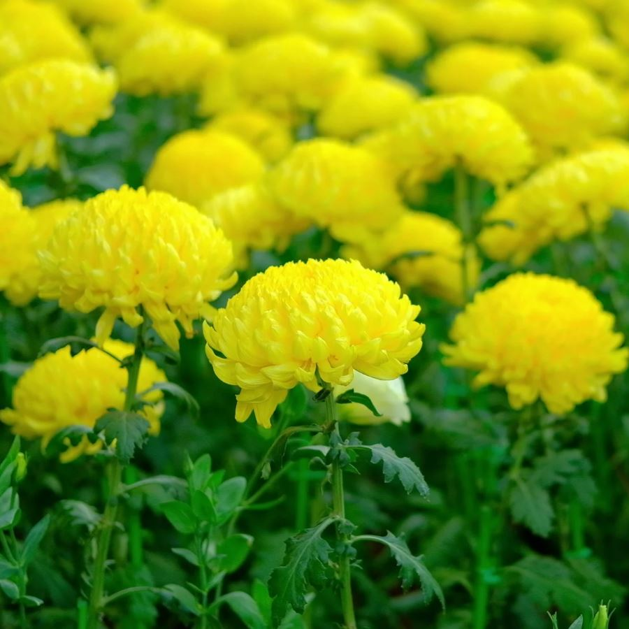 Soğuklara Dayanıklı Pompon Sarı Renkli Aster Çiçeği Tohumu (50 tohum)