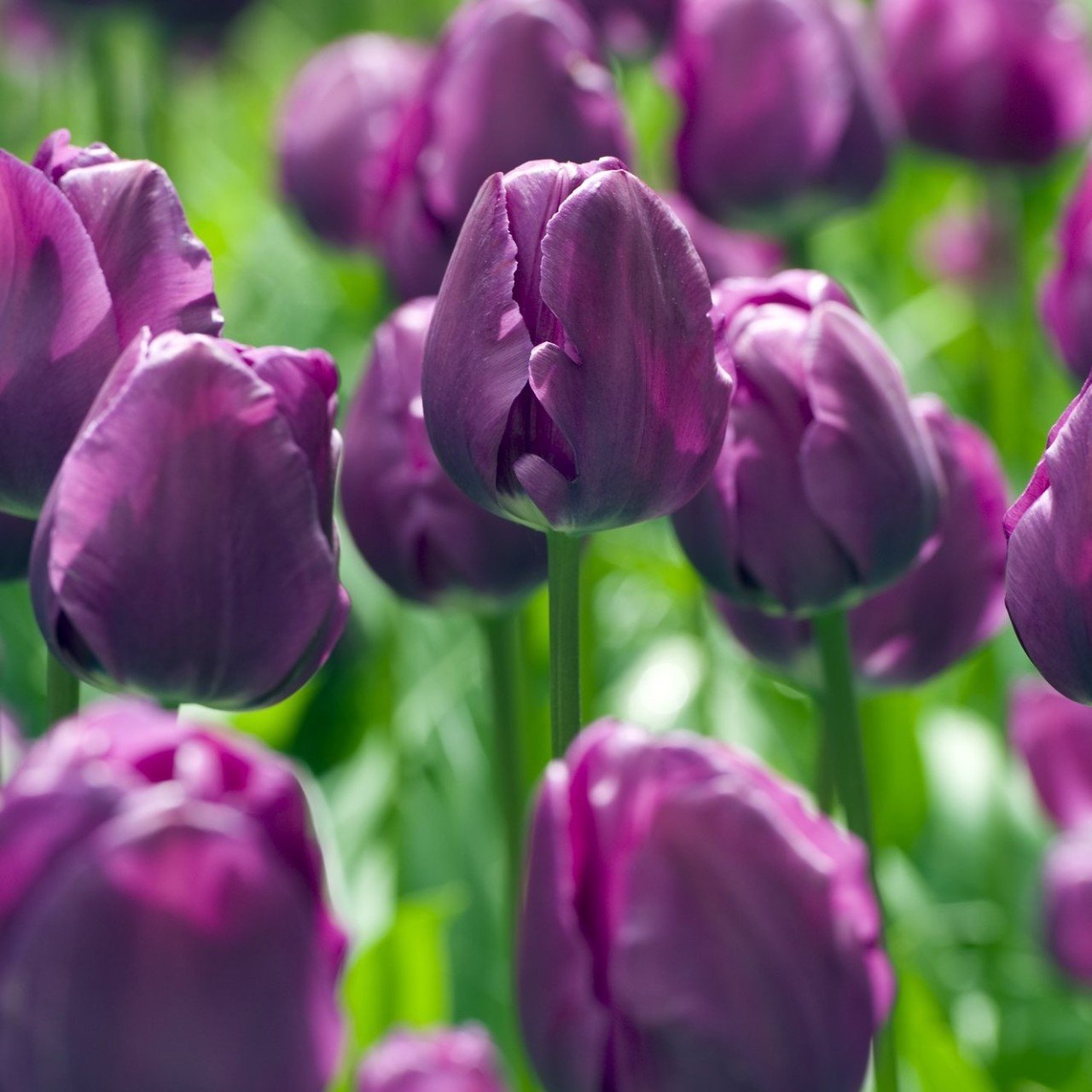 Purple Prince Mor Lale Soğanı (5 adet)