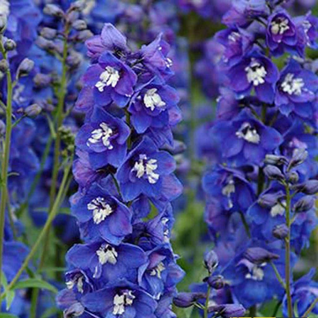 Blue Spike Delphinium (Hezaren) Çiçeği Tohumu(50 tohum)