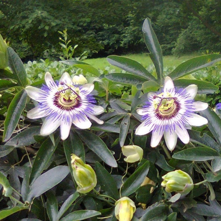Dev Passiflora Çarkıfelek Çiçeği Tohumu(5 tohum)
