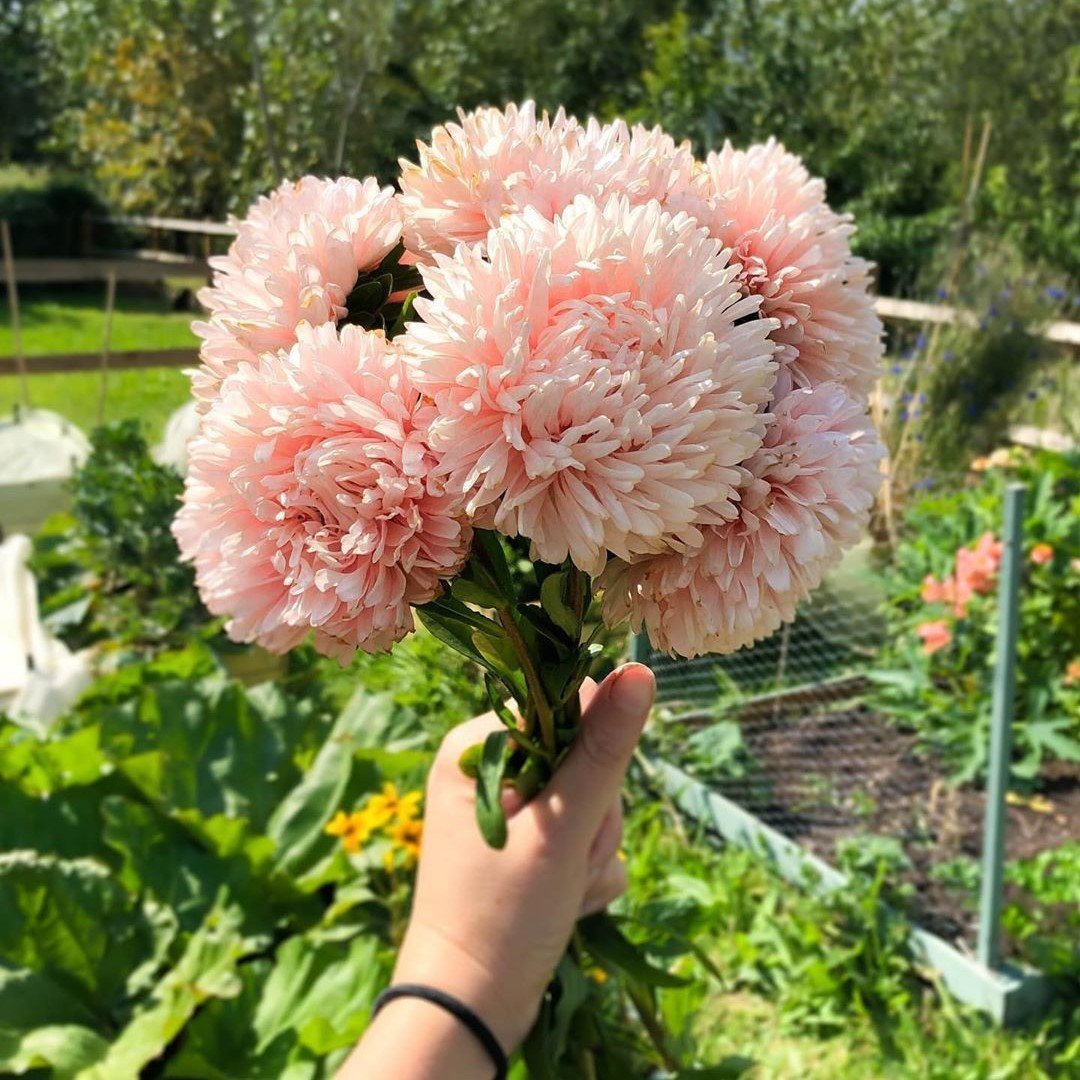 Paeony Duchesse Kayısı Renginde Pompon Aster Çiçeği Tohumu (50 tohum)