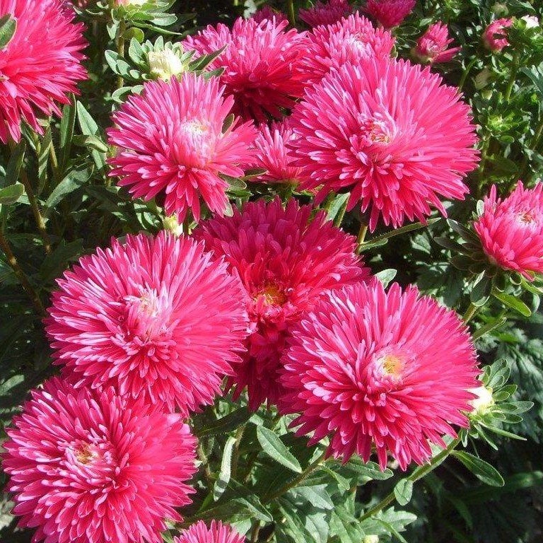 İğne Çiçekli Aster Çiçeği Tohumu (25 tohum)