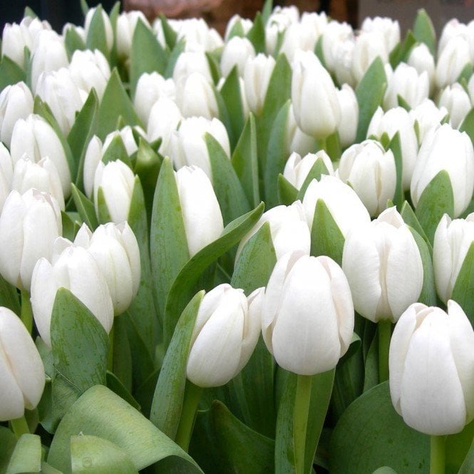 Beyaz White Heaven Lale Soğanı (5 adet)