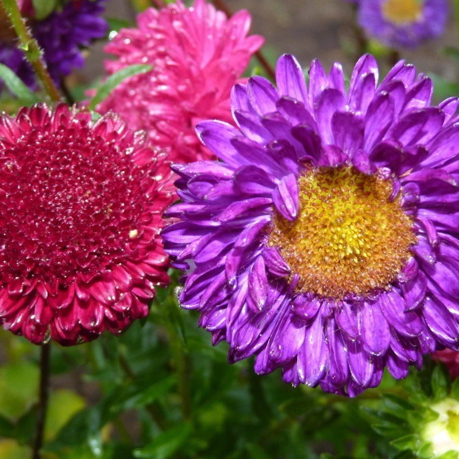Karışık Renkli Pompon Aster Papatya Çiçeği Tohumu (360 tohum)
