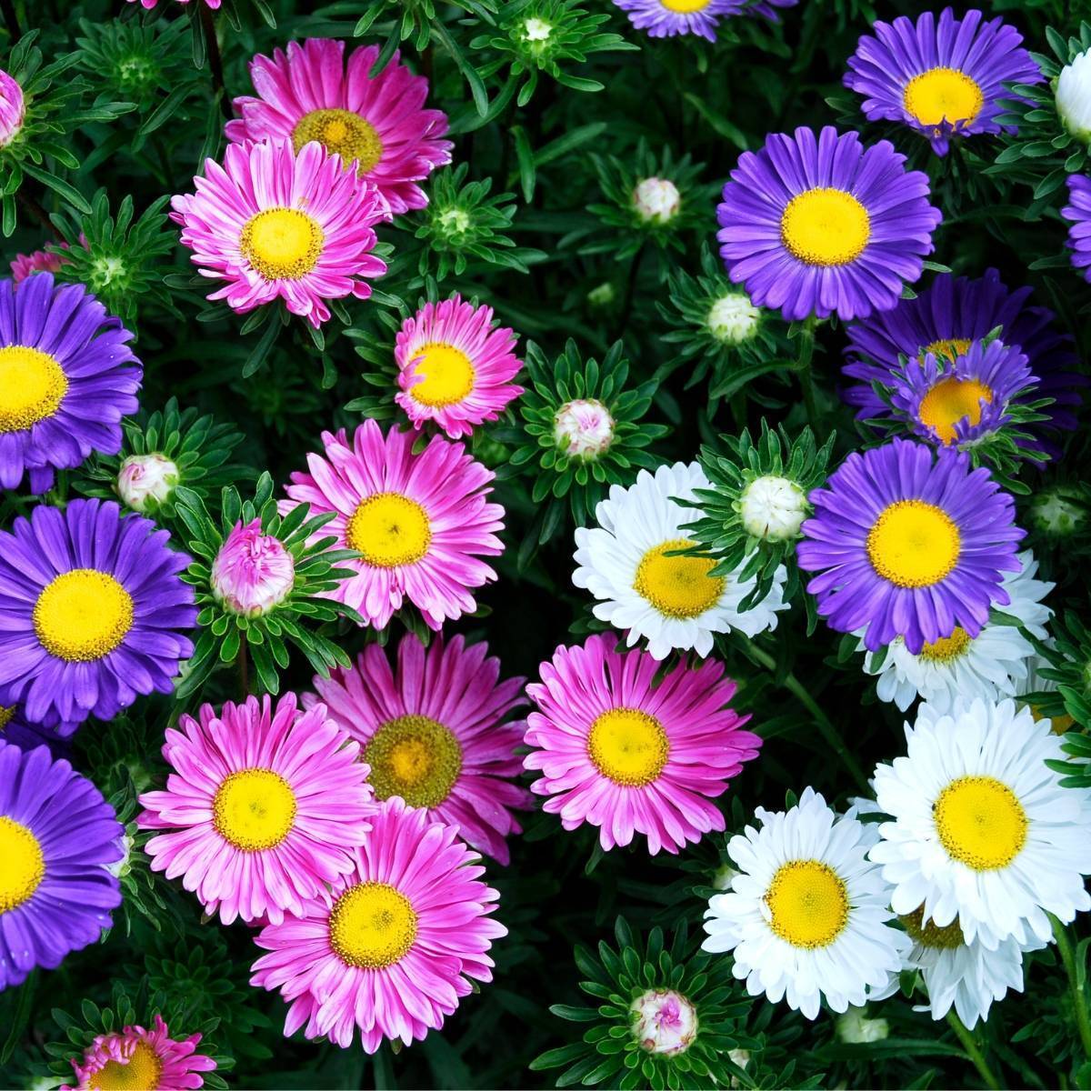 Papatya Çiçekli Karışık Renkte Chinensis Aster Çiçeği Tohumu (360 Tohum)