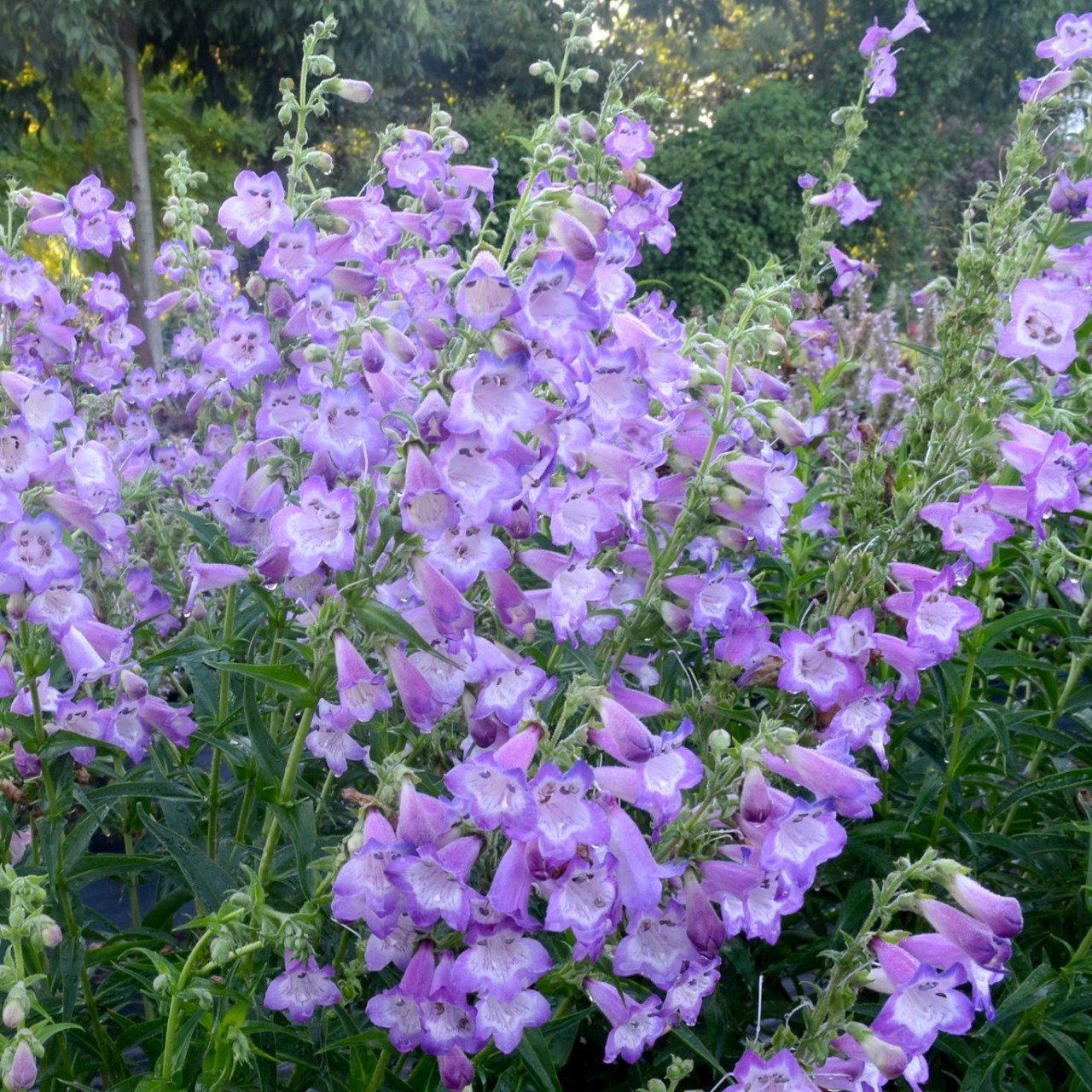 Sweet Lady Penstemon Çiçeği Tohumu(50 adet)