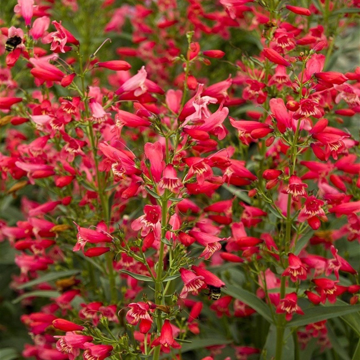 Kırmızı Renkli Penstemon Çiçeği Tohumu (50 tohum)