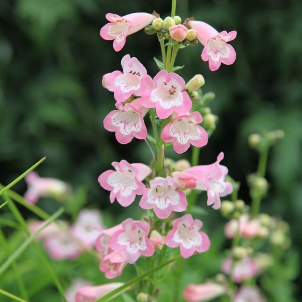 Pembe Renkli Penstemon Çiçeği Tohumu(100 tohum)