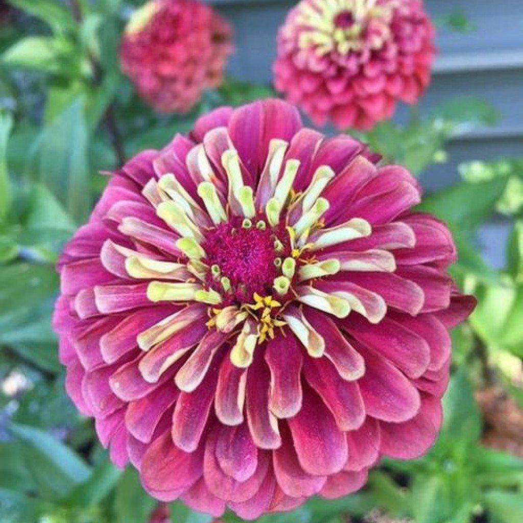 Dahlia Çiçekli Violet Zinya Çiçeği Tohumu (40 tohum)