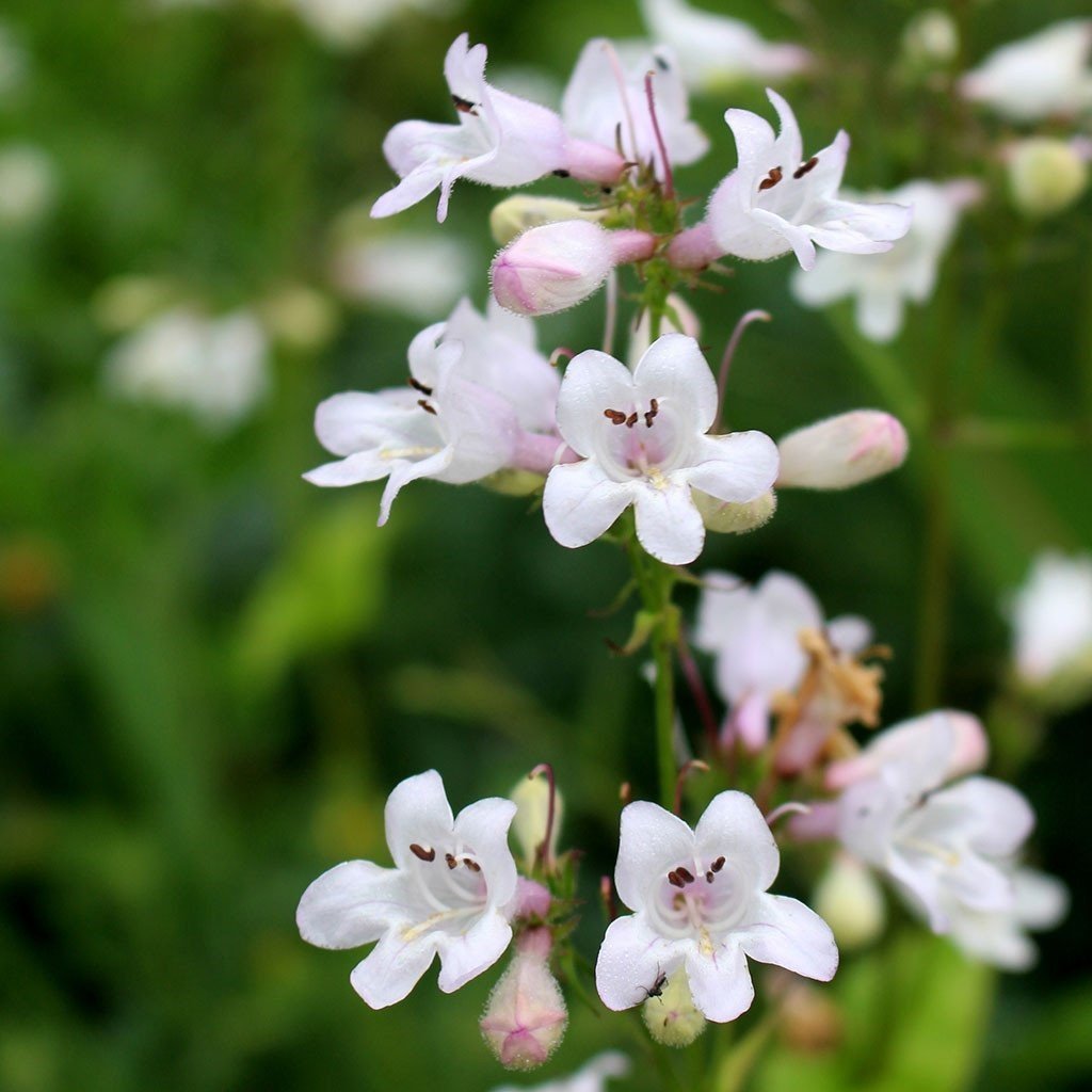 Kuğu Beyazı Penstemon Çiçeği Tohumu(200 tohum)