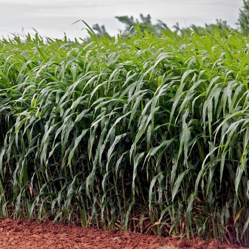 Sorghum Doğal Sudan Otu Tohumu (10 kg)