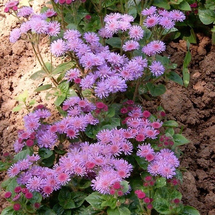 Pembe Top Vapur Dumanı(Ageratum) Çiçeği Tohumu(50 tohum)