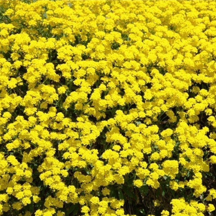 Sarı Lonas Ageratum(Vapur Dumanı)Çiçeği Tohumu(50 tohum)