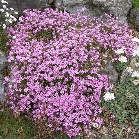 Pembe Bahar Yıldızı Çiçek Tohumu (500 tohum)