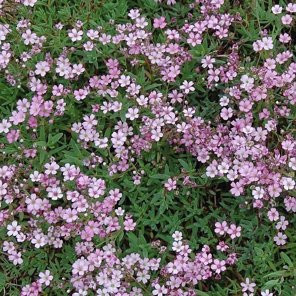 Gypsophila Elegance Mixed Karışık Bahar Yıldızı Çiçeği Tohumu (1100 tohum)