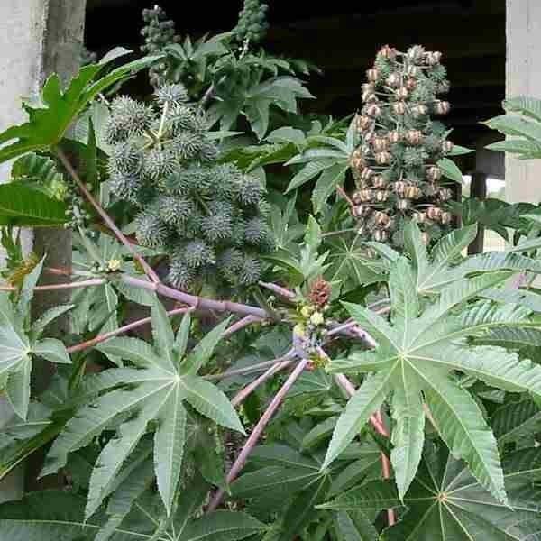 Kırmızı Kene(Castor Bean) Çiçeği Tohumu(5 tohum)