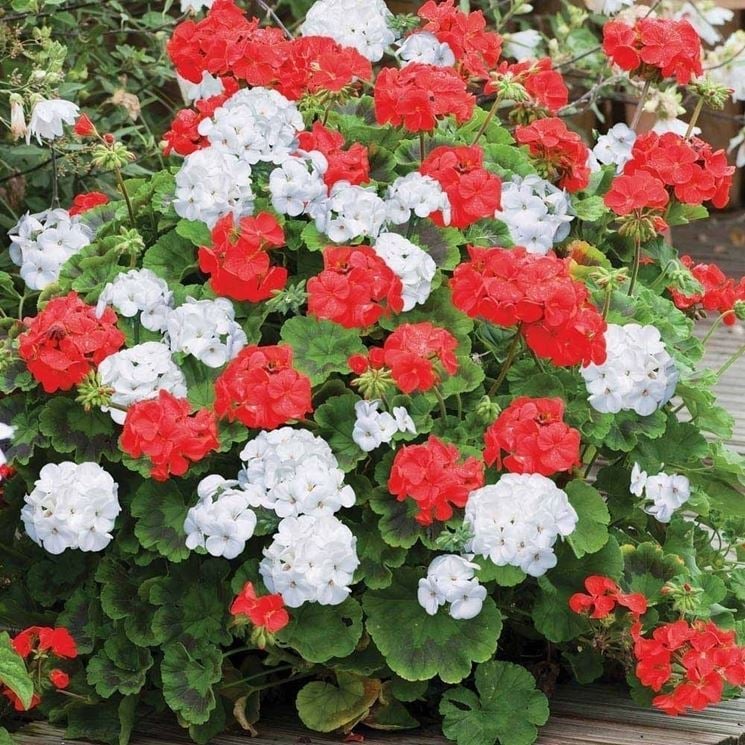 Colorama Karışık Renkli Hibrit Sardunya Çiçeği Tohumu (24 tohum)