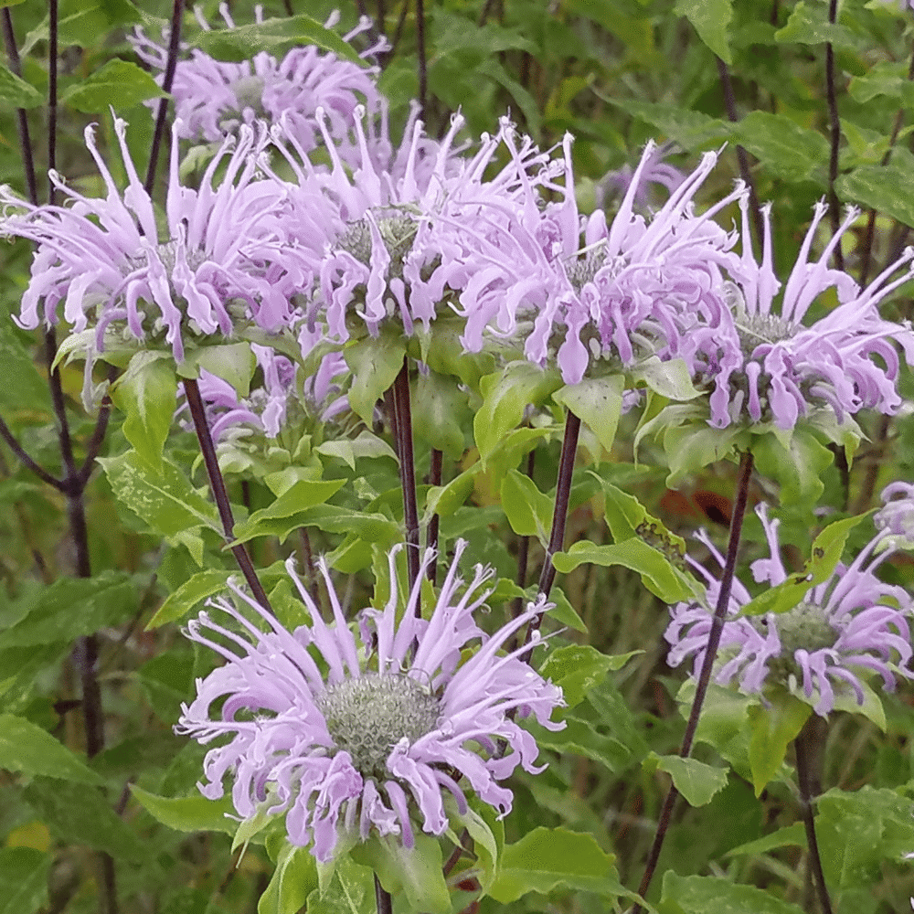 Monarda Fistulosa Çiçeği Tohumu(30 tohum)