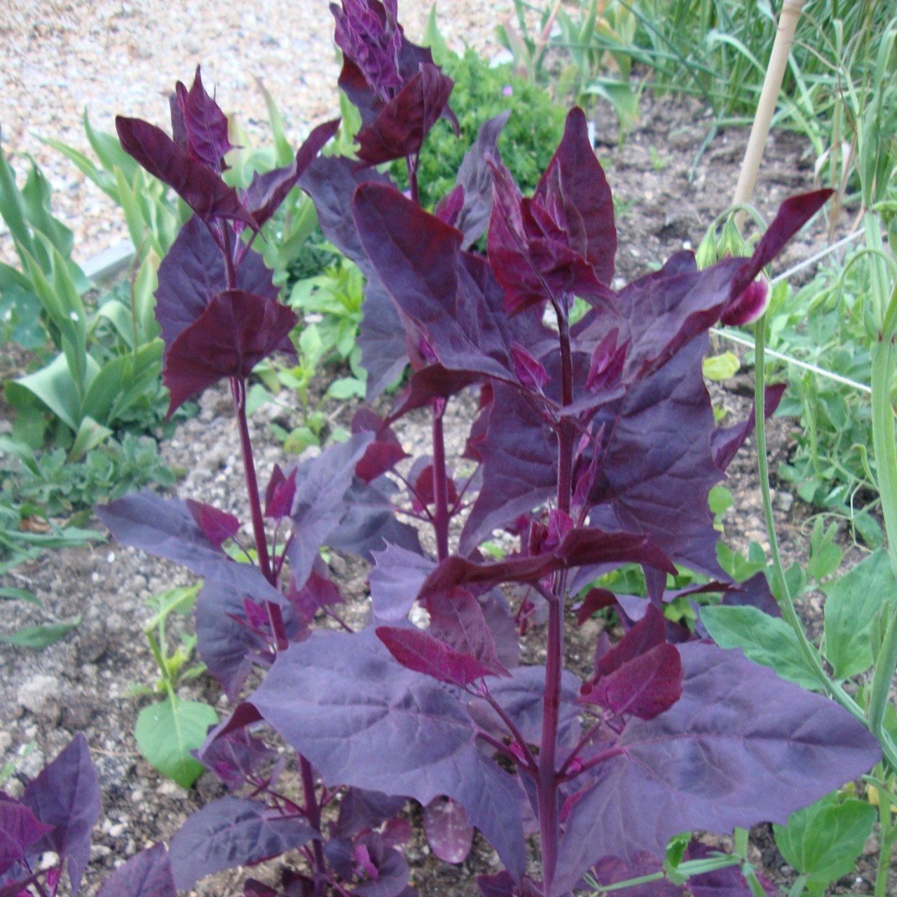 Doğal Orach (Atriplex Hortensis Red Plume) Çiçeği Tohumu(20 tohum)