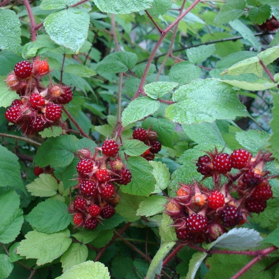 Tüplü Wineberry Japon Böğürtleni Şarap Ahududu Fidanı