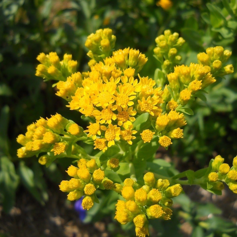Stiff Goldenrod Çiçeği Tohumu(100 tohum)