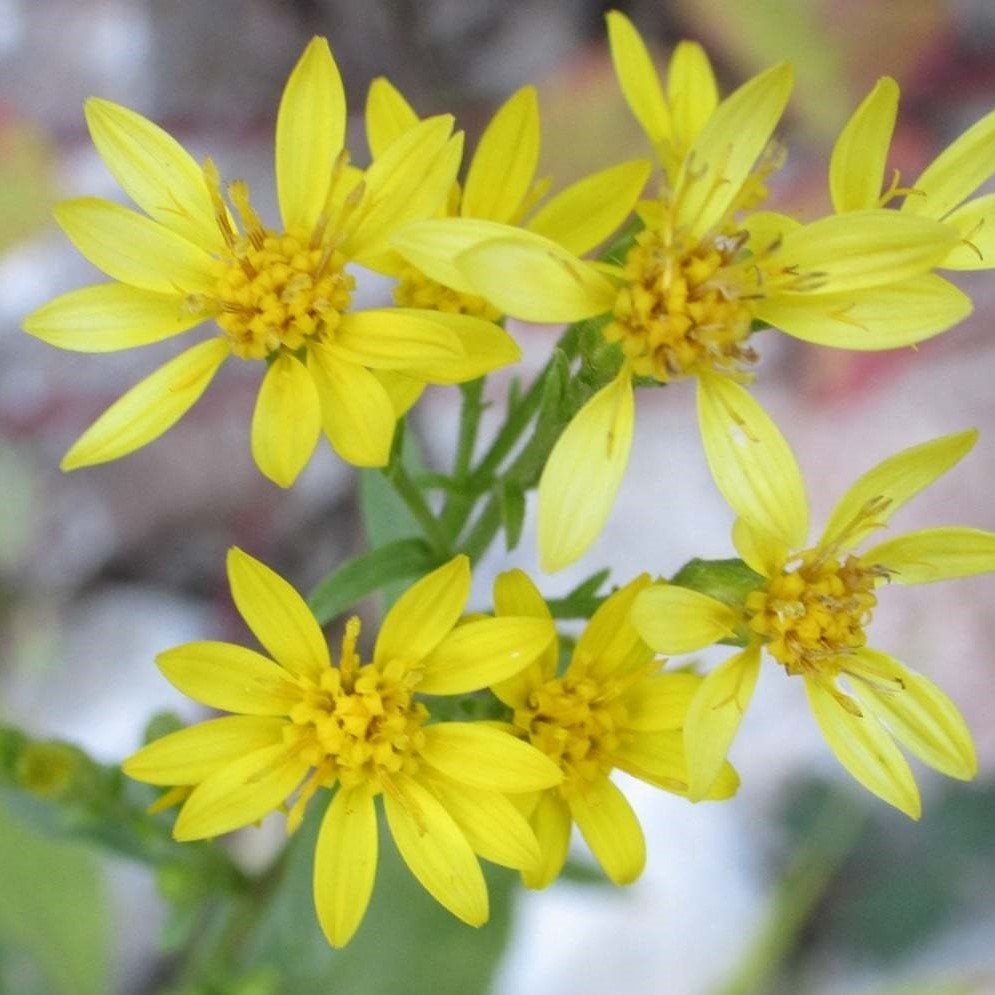 Solidago Çiçeği Tohumu(100 tohum)