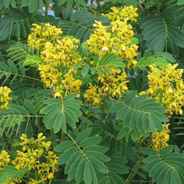 Nadir Senna Hebecarpa Çiçeği Tohumu(25 Tohum)