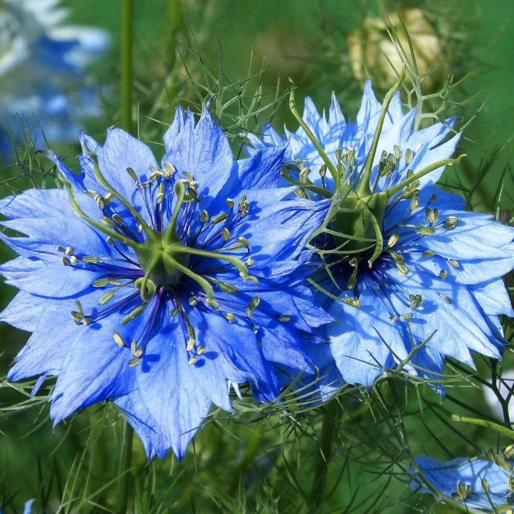 Love in a Mist Çiçeği Tohumu(100 tohum)