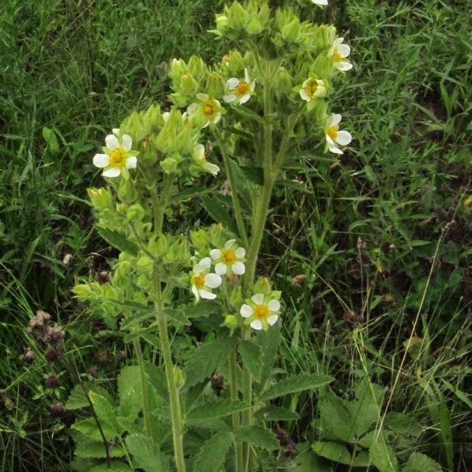 Potentilla arguta Çiçeği Tohumu(100 tohum)