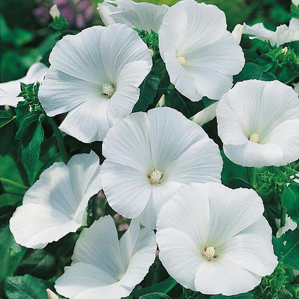 Lavatera Trimestris Regis Pure White Pamuk Çiçeği Tohumu(50 tohum)