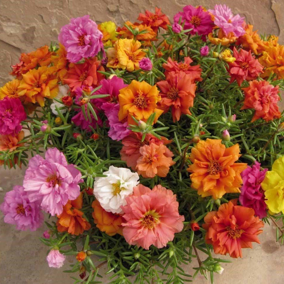 Soğuklara Dayanıklı Katmerli Mixed Geum Çiçeği Tohumu (20 Tohum)