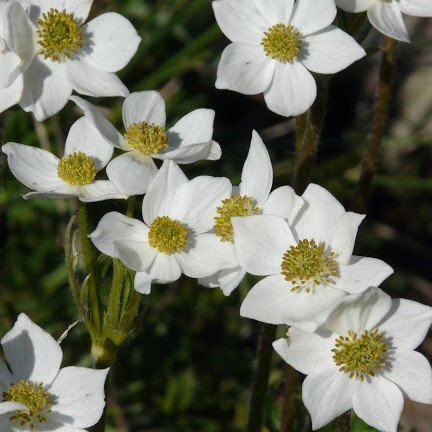 Beyaz Anemone Çiçeği Tohumu(20 tohum)